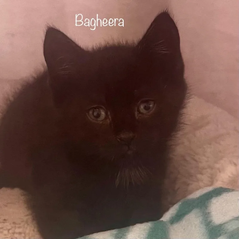 Bagheera thumbnail 2