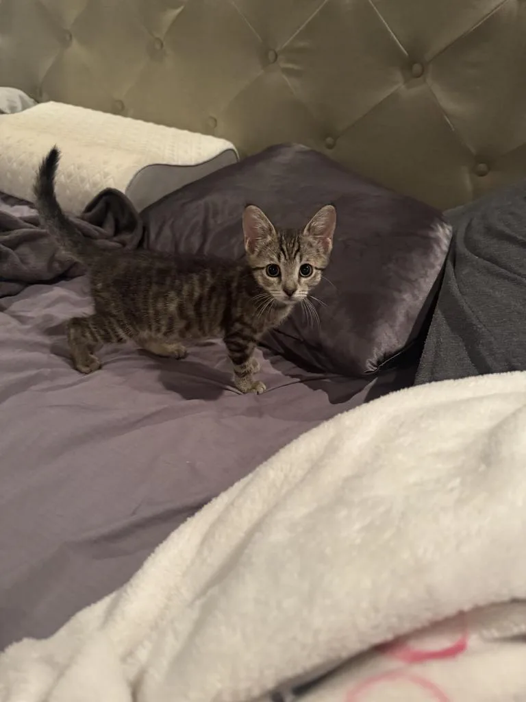 A baby small-sized male Domestic Short Hair cat named Hermes for adoption in Mustang, OK