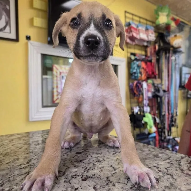 A baby medium-sized male Tricolor (Brown, Black, & White) Golden Retriever dog named Milo for adoption in Boca Raton, FL