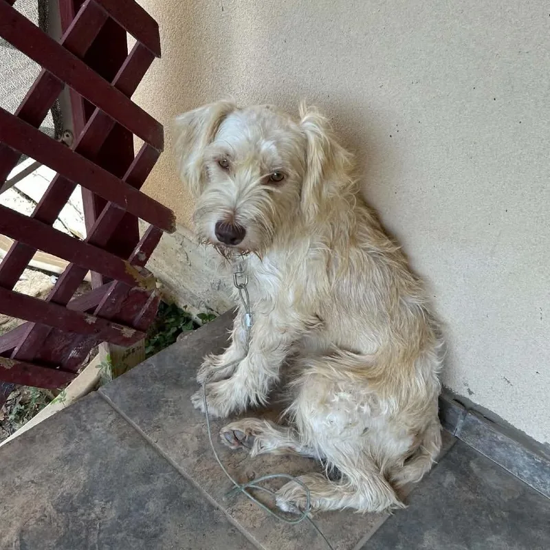 A young medium-sized male White / Cream Terrier dog named Wero for adoption in Houston, TX