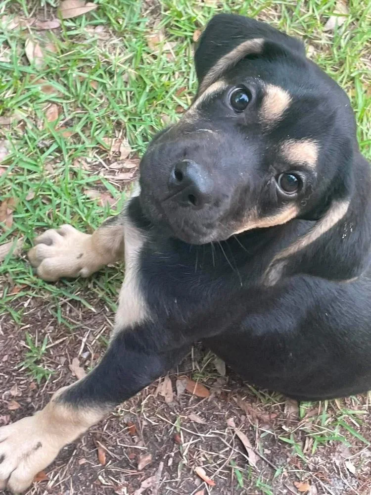A baby large-sized female Brown / Chocolate Hound dog named Daisy for adoption in Windsor Locks, CT