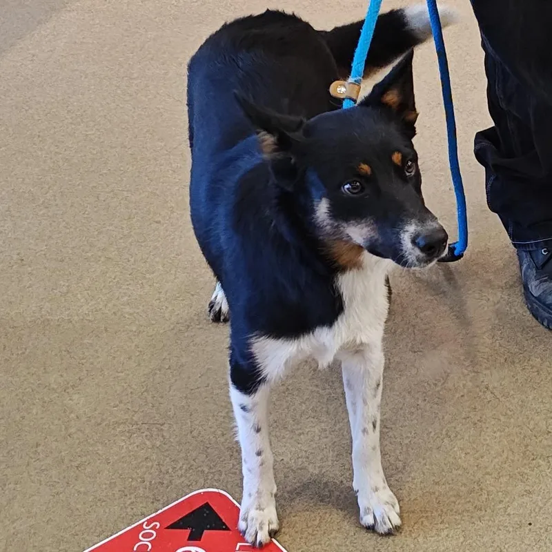 A young medium-sized female Black Border Collie dog named Iepastray_ for adoption in Upland, CA