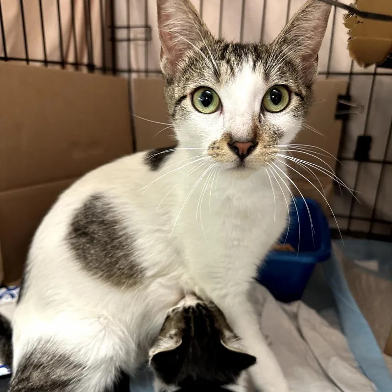 An adult small-sized female White Domestic Short Hair cat named Mazey for adoption in Long Beach, CA