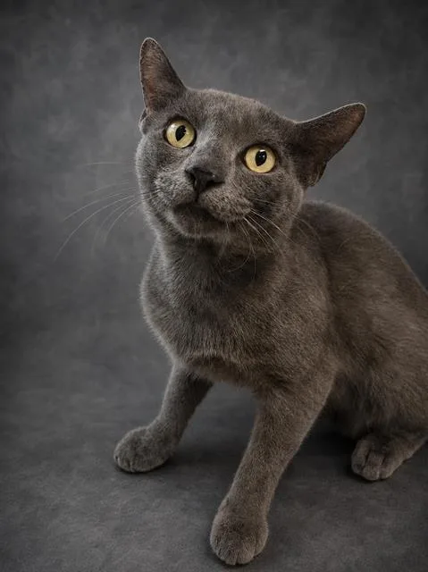 A young small-sized male Domestic Short Hair cat named Braxton for adoption in Winter Haven, FL