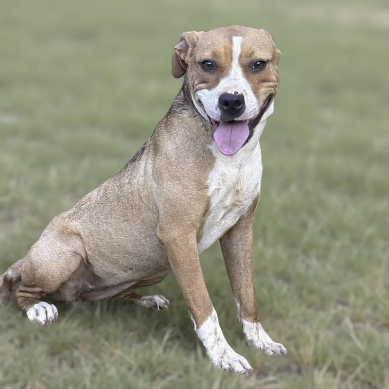 A baby medium-sized female American Staffordshire Terrier dog named Hunny for adoption in Caldwell, TX