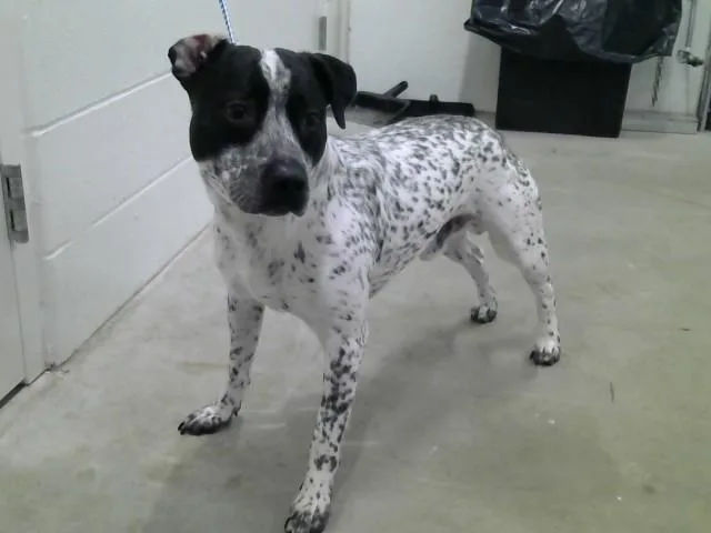 An adult large-sized male Australian Cattle Dog / Blue Heeler dog named Timber for adoption in Toledo, OH