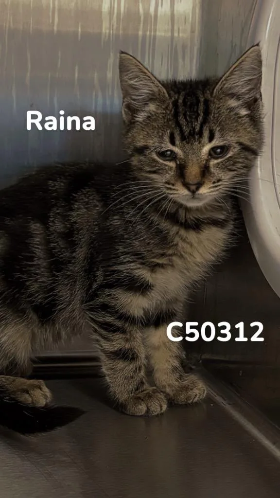Raina thumbnail 2
