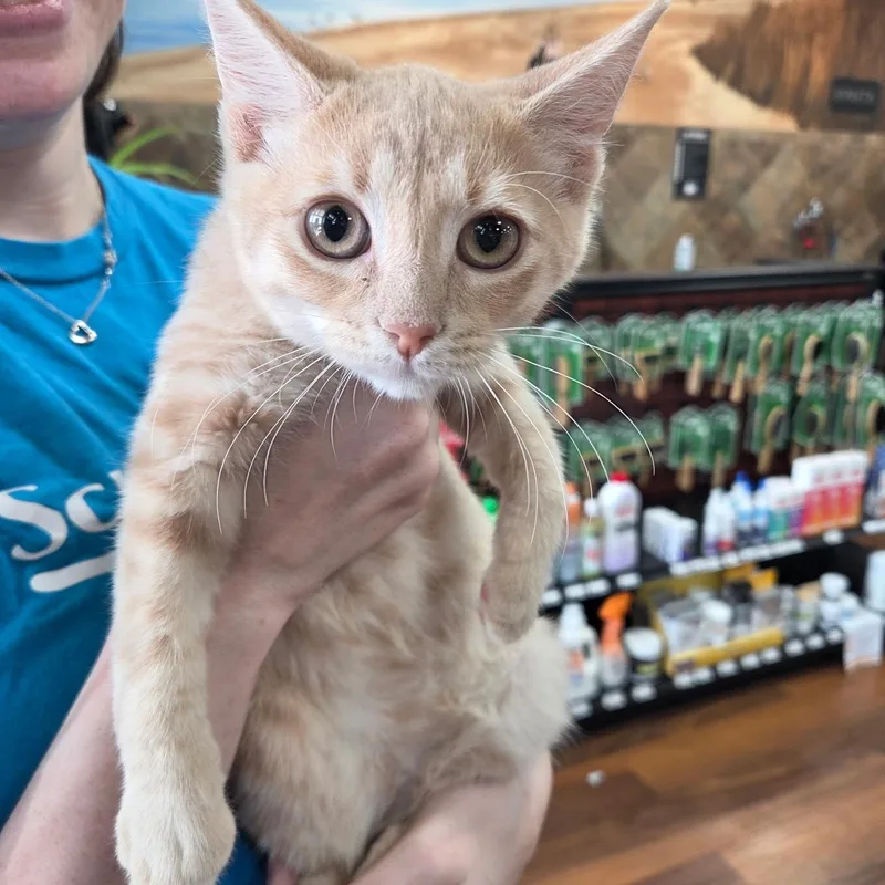 A baby medium-sized male Domestic Short Hair cat named Snuggles for adoption in Warwick, RI