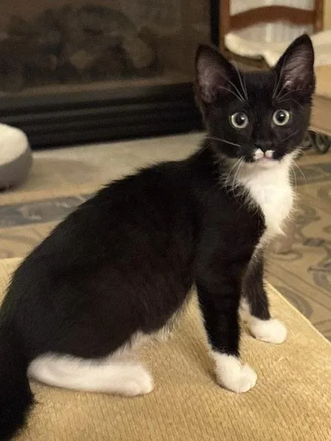 A baby small-sized female Domestic Short Hair cat named CP NC Dancer for adoption in Hazlet, NJ