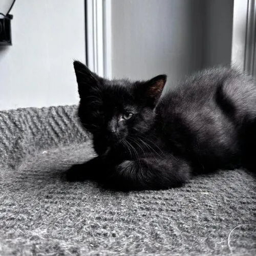 A baby small-sized female Tabby (Brown / Chocolate) Domestic Short Hair cat named Collette for adoption in Canal Winchester, OH