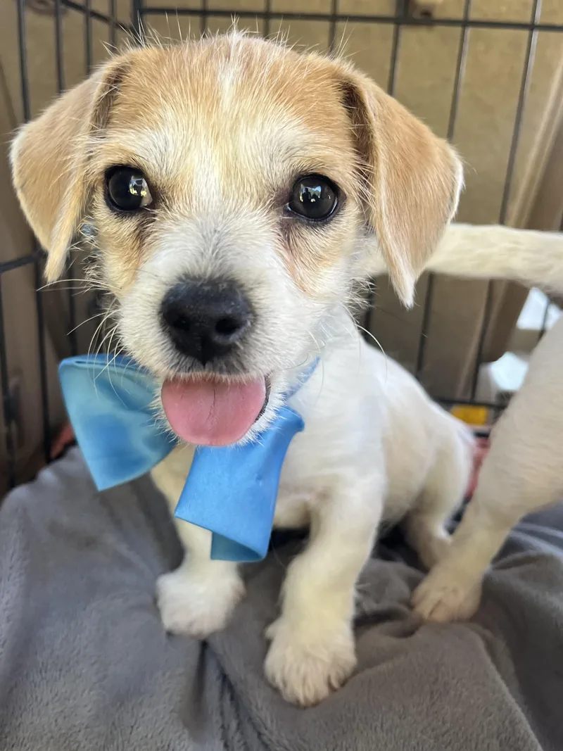 A baby small-sized male Jack Russell Terrier dog named Bean for adoption in Gilbert, SC