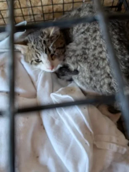 An adult small-sized male Domestic Short Hair cat named Kirby for adoption in Shawano, WI