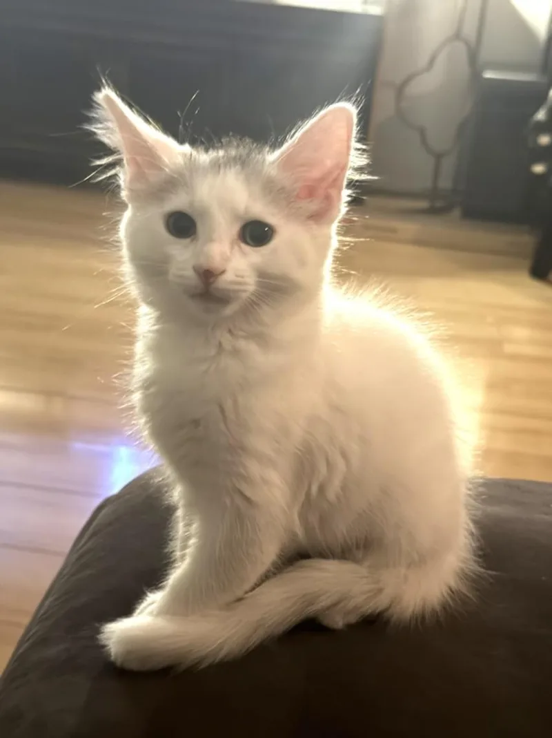 A baby small-sized female Domestic Short Hair cat named Cassie for adoption in Burbank, CA