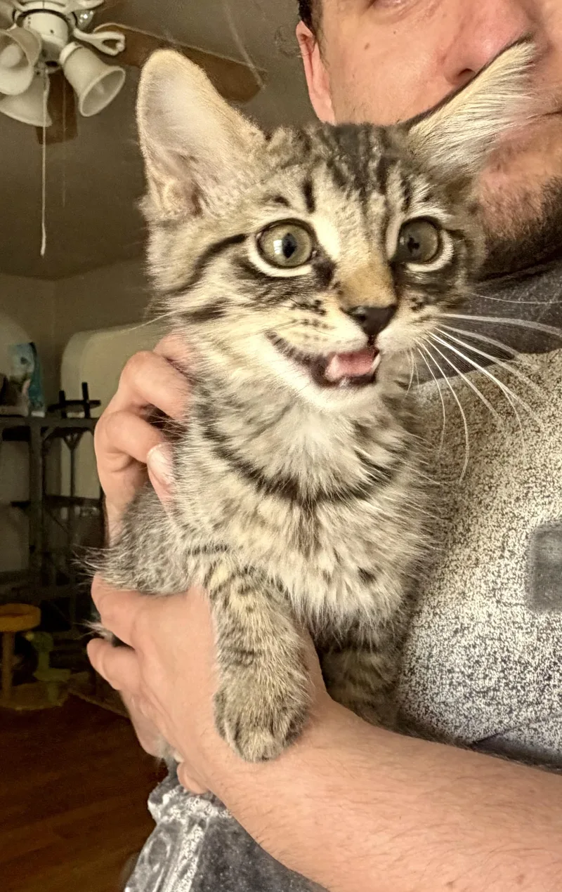 Bacardi