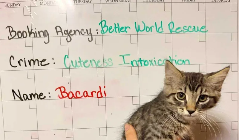 Bacardi thumbnail 2