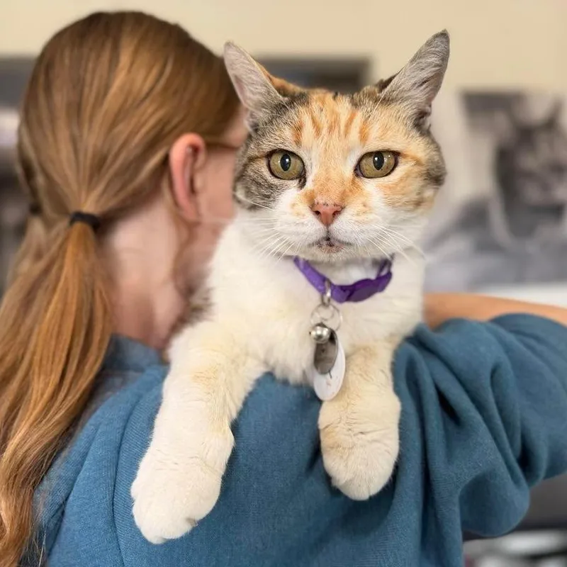 A senior medium-sized female Calico Domestic Short Hair cat named Nokey for adoption in Ramona, CA
