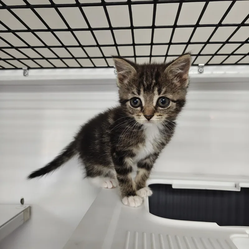 A baby small-sized female Domestic Short Hair cat named Thyme for adoption in Oconto, WI