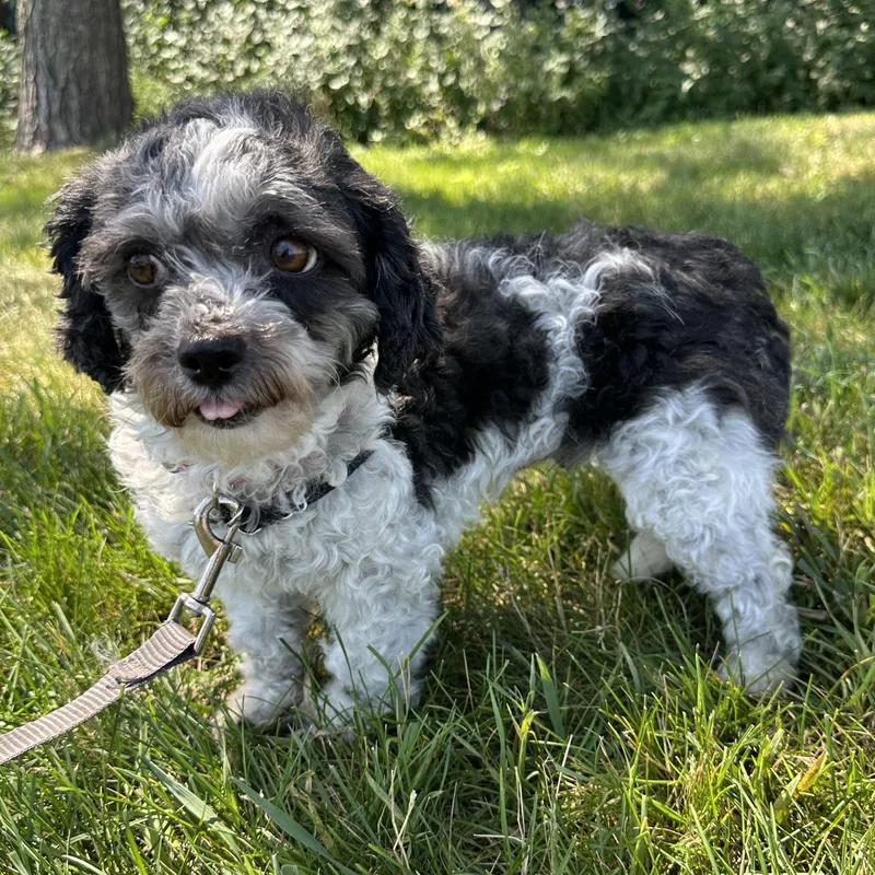 An adult small-sized female Shih Tzu dog named Frigg Home Visit in for adoption in Hartland, WI