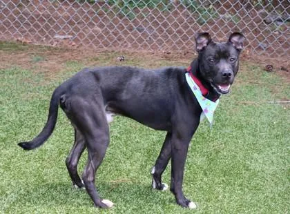 An adult medium-sized male Mixed Breed dog named Gerard for adoption in Athens, GA