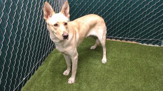 An adult medium-sized female German Shepherd Dog dog named Brandy for adoption in Downey, CA