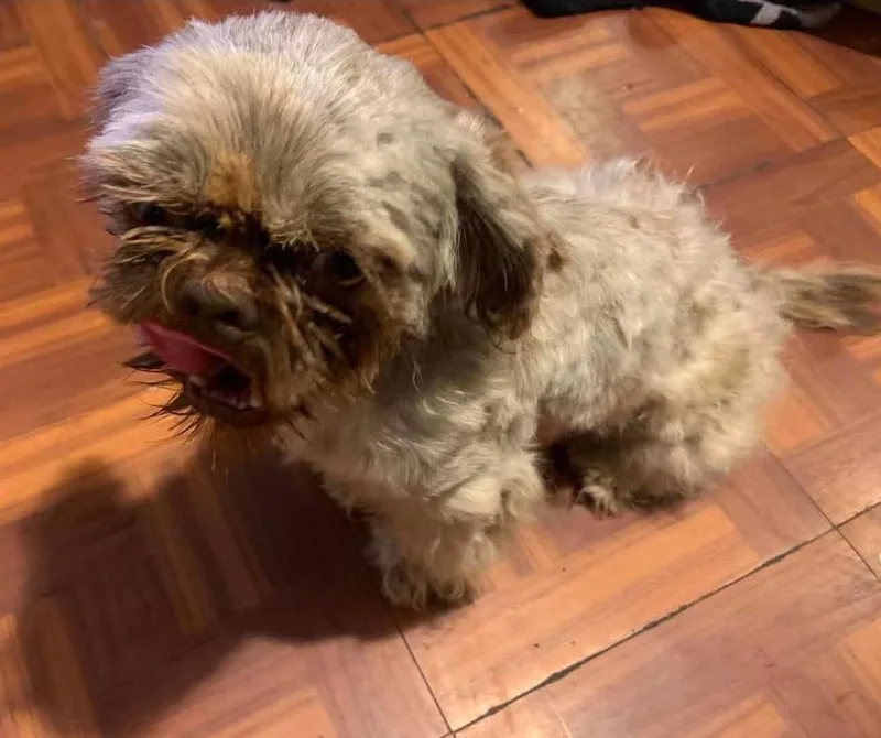 An adult small-sized male Shih Tzu dog named Milo for adoption in Gainesville, VA