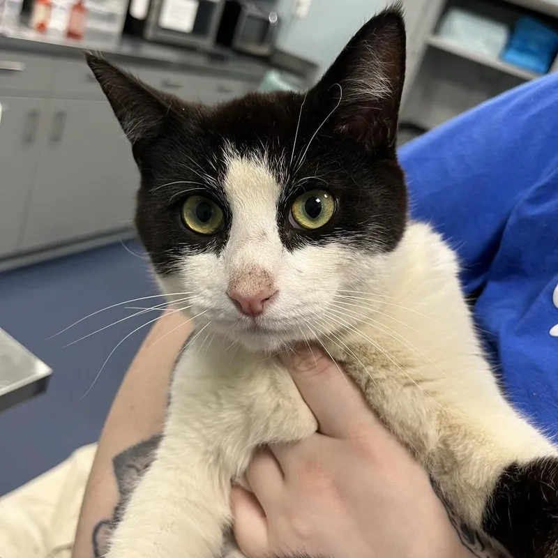 An adult medium-sized male Black Domestic Short Hair cat named Weddington for adoption in Greensboro, NC