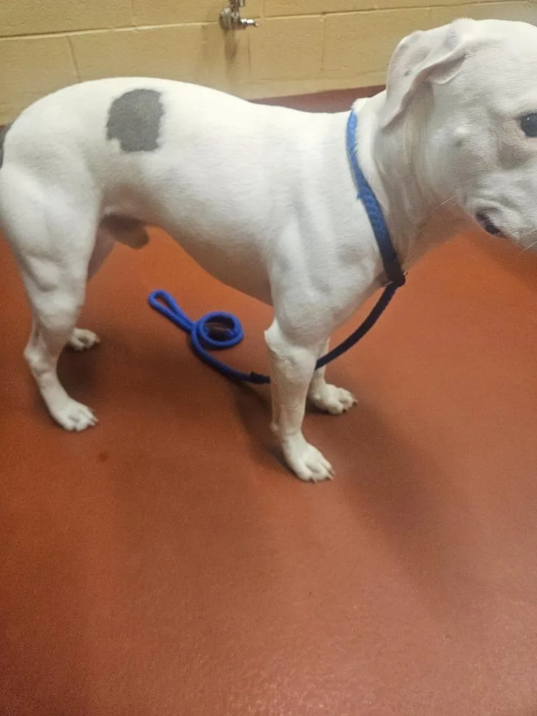 A young large-sized male Mixed Breed dog named Tucker for adoption in Douglasville, GA
