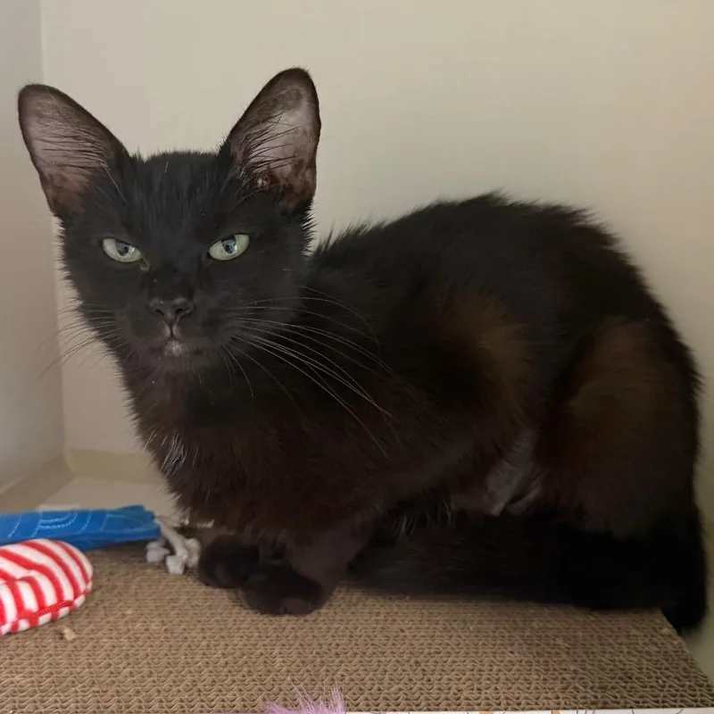 A young medium-sized female Black Domestic Short Hair cat named Button for adoption in Floresville, TX