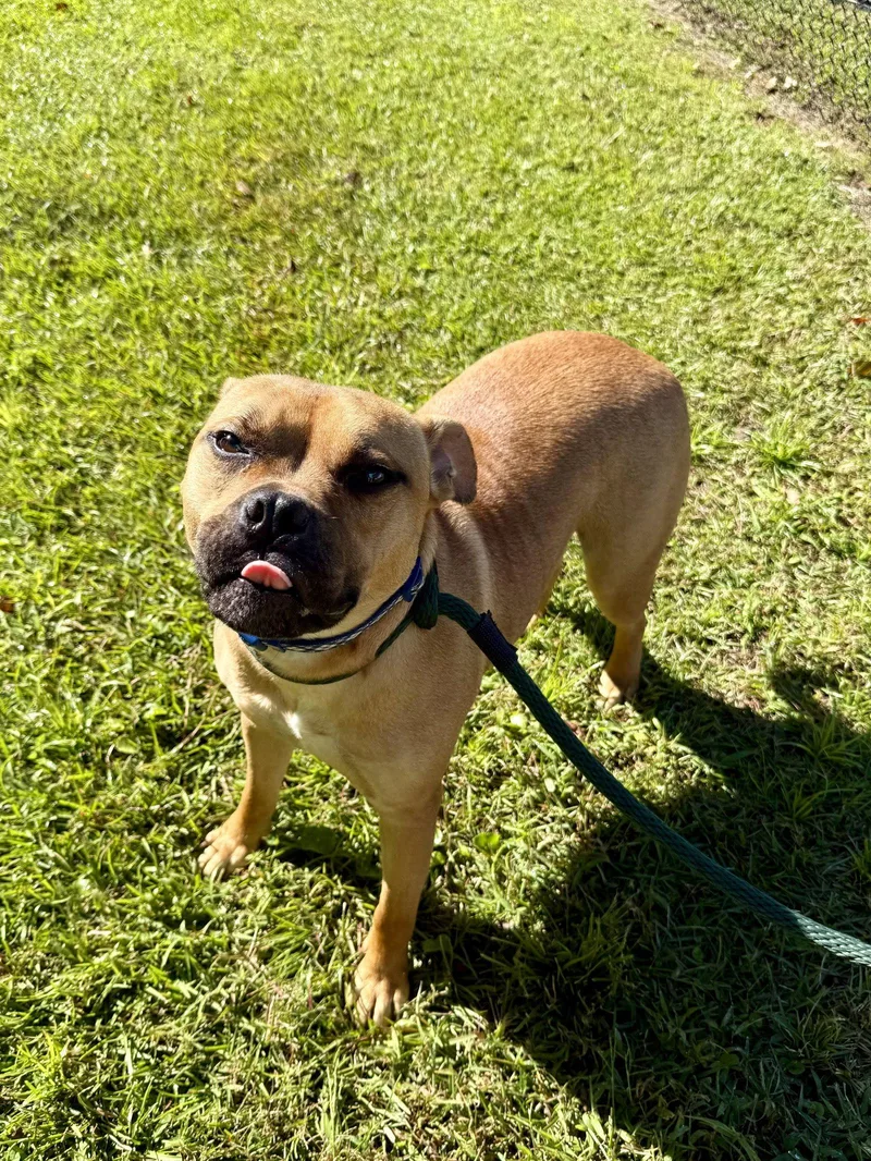 An adult large-sized male Terrier dog named Pepsi for adoption in Hilton Head Island, SC