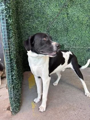 A baby large-sized male Pit Bull Terrier dog named 61685813 for adoption in El Paso, TX