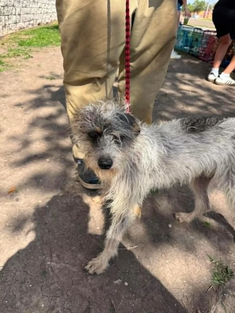 A young small-sized male Gray / Blue / Silver Terrier dog named Turkey for adoption in Monticello, IN