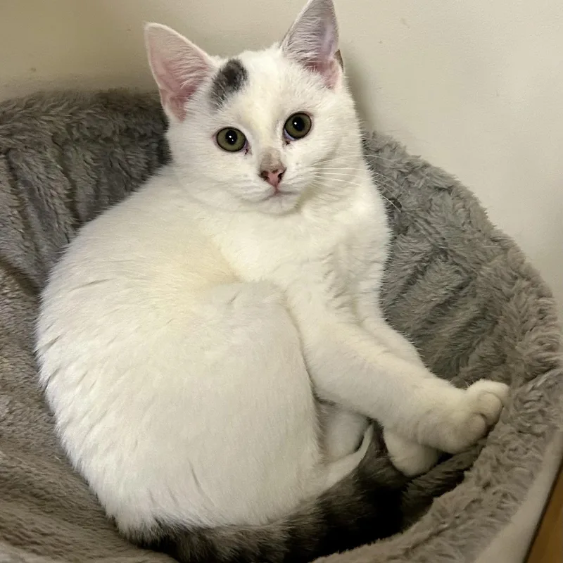 A baby medium-sized female Domestic Short Hair cat named Nessie for adoption in Warwick, RI