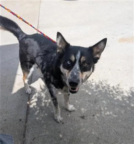 An adult large-sized male Husky dog named Jack Jack for adoption in Sacramento, CA
