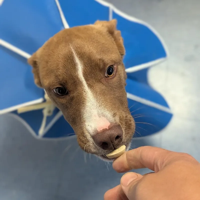 Cinnamon thumbnail 2