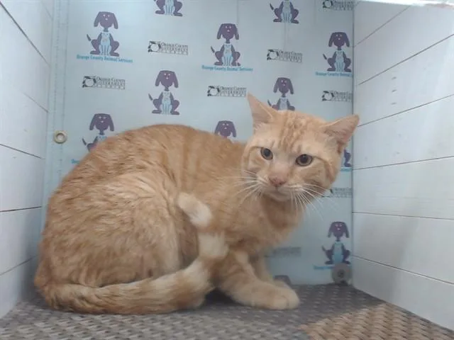 An adult small-sized male Domestic Short Hair cat named Titan for adoption in Orlando, FL