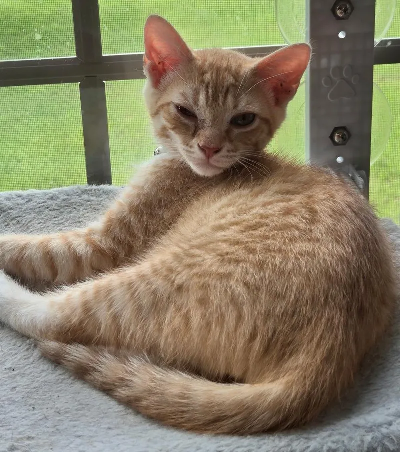 A baby medium-sized male Domestic Short Hair cat named Amos for adoption in Fayetteville, TN