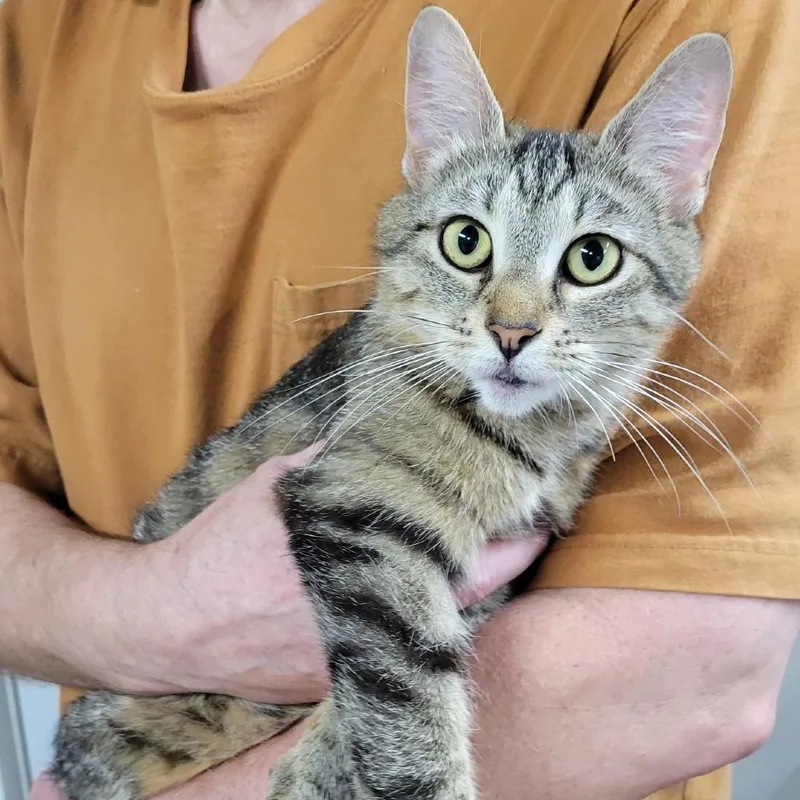 An adult medium-sized female Brown / Chocolate Domestic Short Hair cat named Moana for adoption in Pennsville, NJ