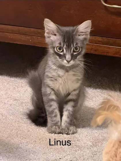 Linus