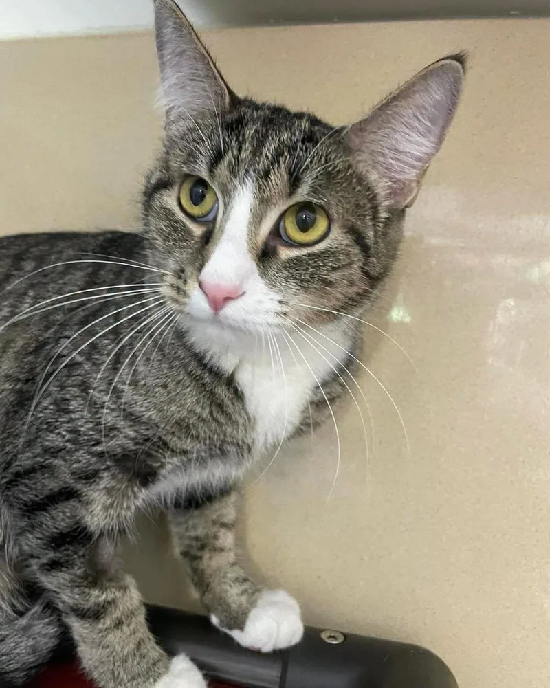 An adult medium-sized female Domestic Short Hair cat named Melinda for adoption in Stillwater, OK