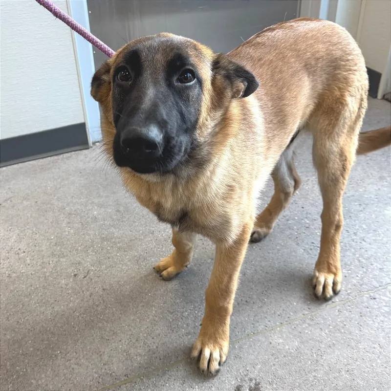 A young medium-sized male Yellow / Tan / Blond / Fawn Mixed Breed dog named Bram for adoption in Las Cruces, NM