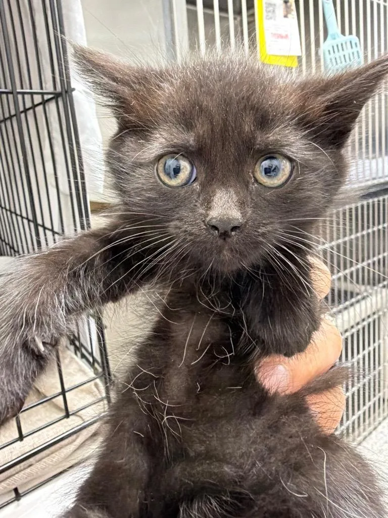 A baby medium-sized female Domestic Short Hair cat named Pegasus for adoption in Pomona, NY