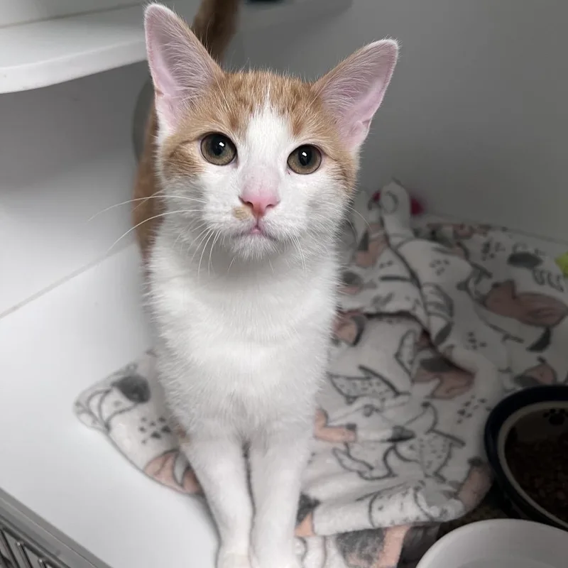 A young small-sized male Orange / Red Domestic Short Hair cat named Soarin for adoption in Arlington Heights, IL