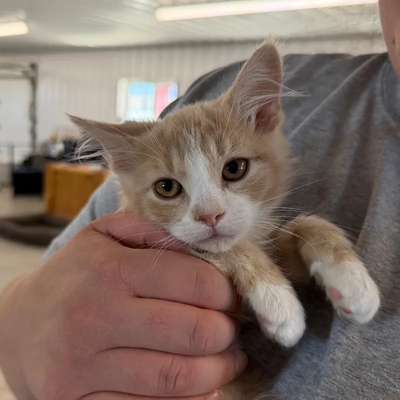 A baby small-sized male Orange / Red Domestic Medium Hair cat named Oslo for adoption in Spanish Fork, UT