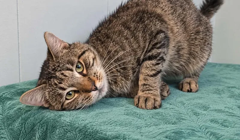 A young large-sized male Tabby cat named Bentley for adoption in Millington, TN