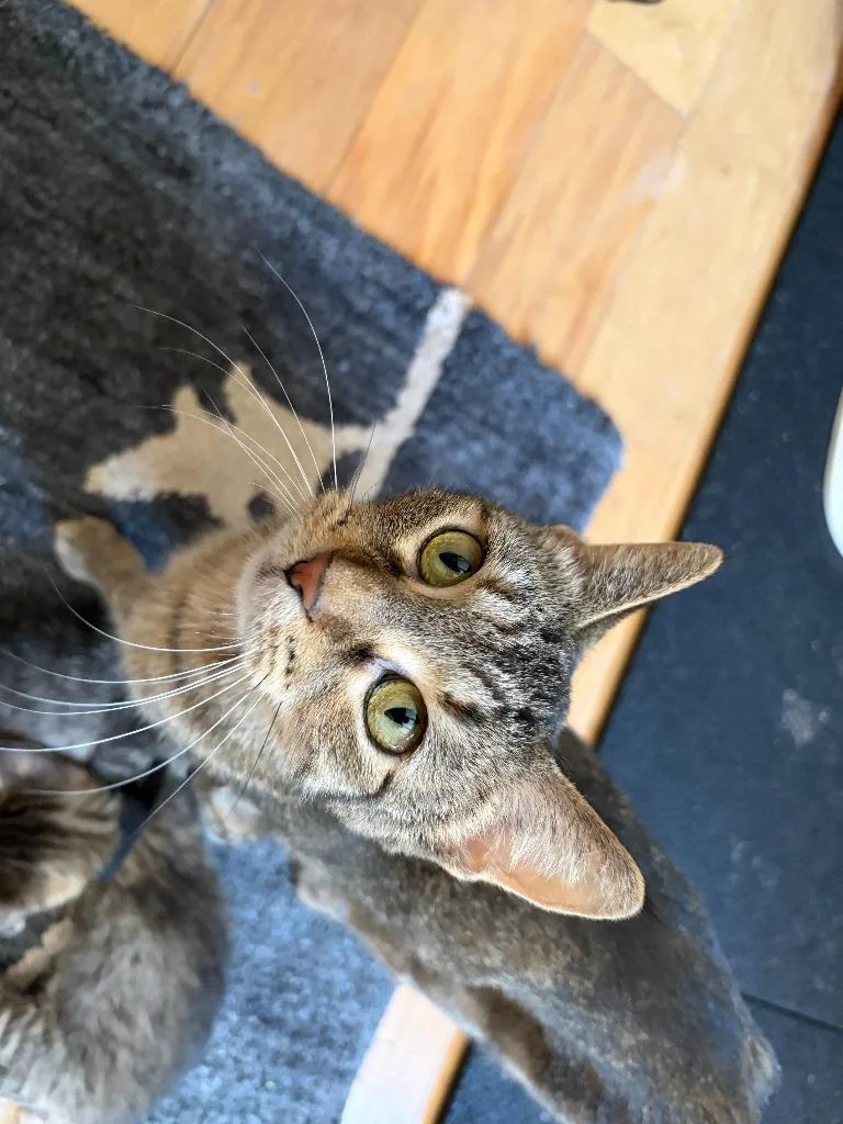 An adult medium-sized female Domestic Short Hair cat named Della for adoption in Minneapolis, MN