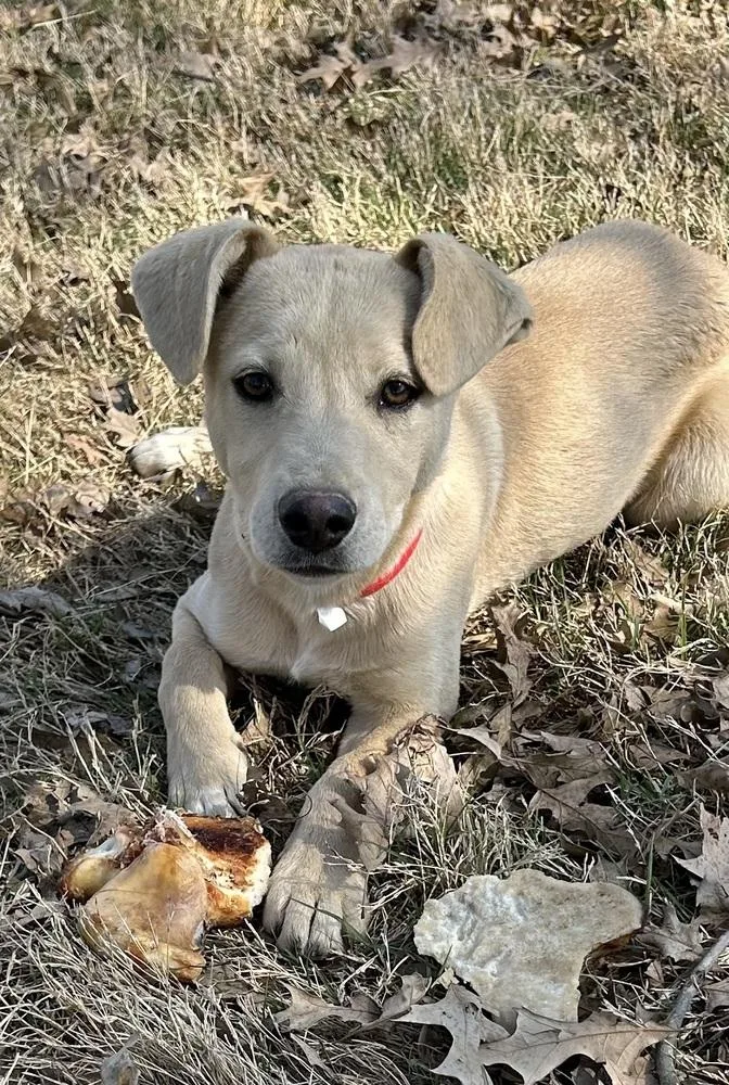 Carmella Colette’s Girls