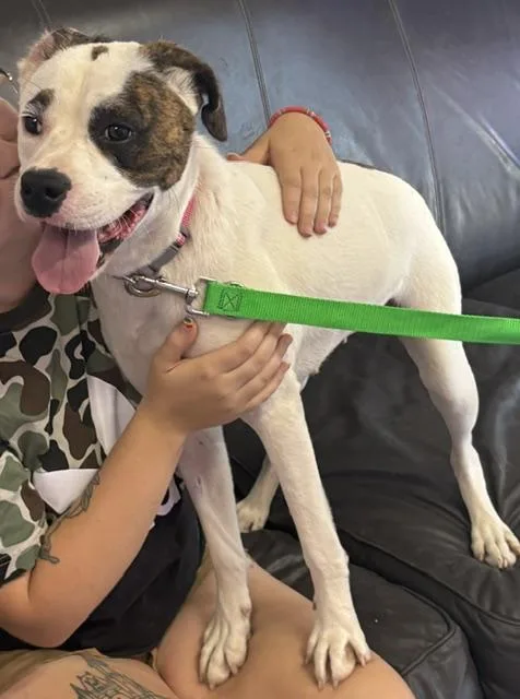 A baby medium-sized female White / Cream Mixed Breed dog named Cupcake for adoption in Kansas City, MO