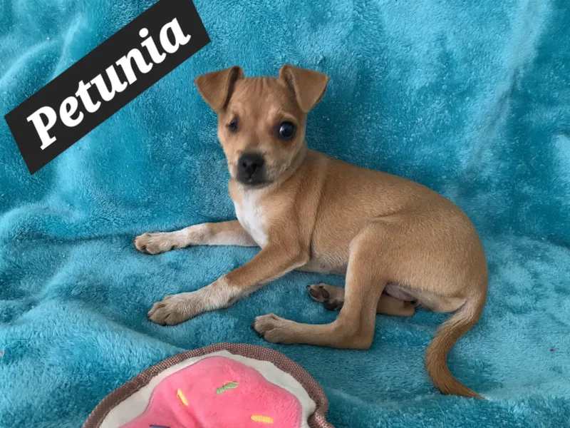Petunia