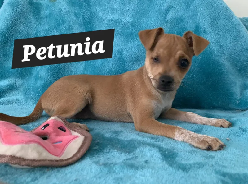 Petunia thumbnail 2