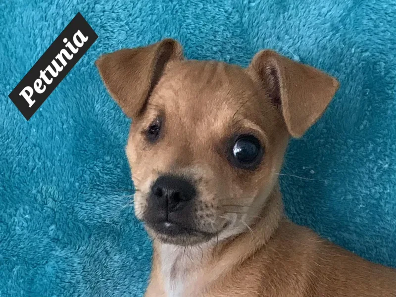 Petunia thumbnail 3